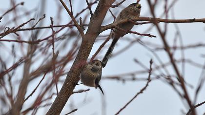 Uzunkuyruklu baştankara