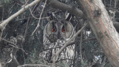 Kulaklı orman baykuşu