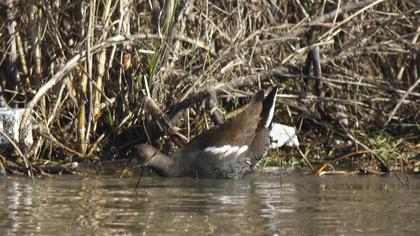 Common Moorhen