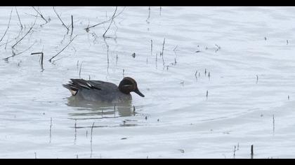 Eurasian Teal