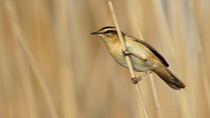 Kındıra kamışçını