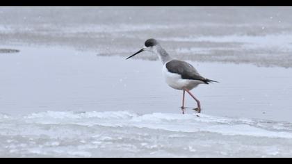 Black-winged Stilt