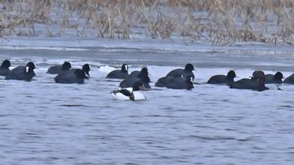 Common Shelduck