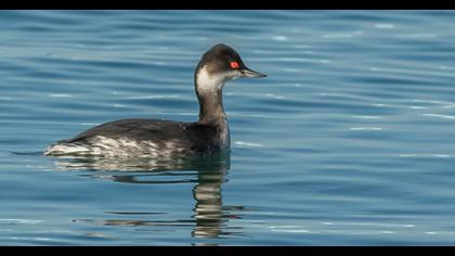 Karaboyunlu batağan