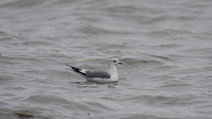 Küçük gümüş martı