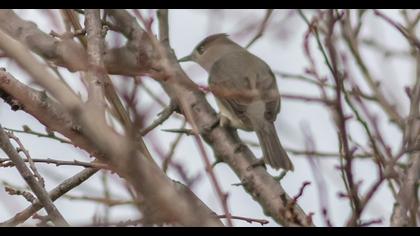 Karabaşlı ötleğen