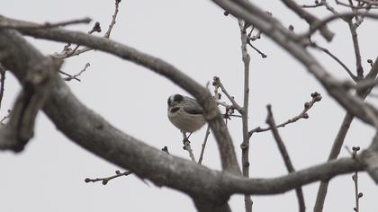 Uzunkuyruklu baştankara