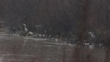 Grey Heron