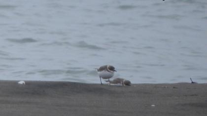 Kentish Plover