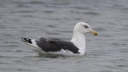 Great Black-backed Gull