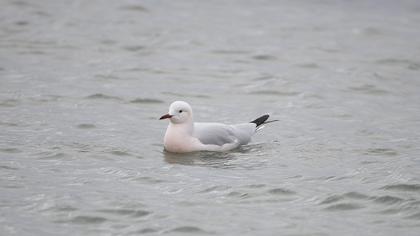 Slender-billed Gull