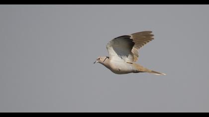 Eurasian Collared Dove