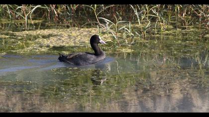 Eurasian Coot