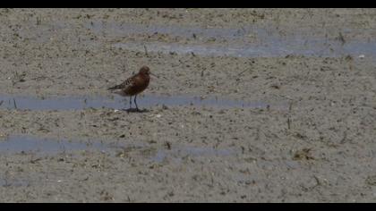Curlew Sandpiper