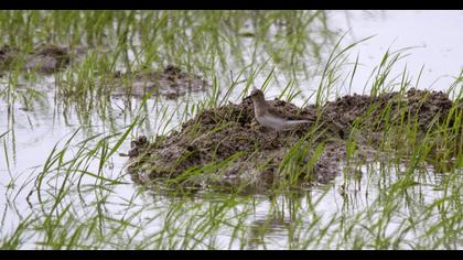Temminck`s Stint