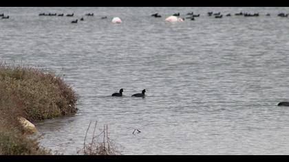 Eurasian Coot