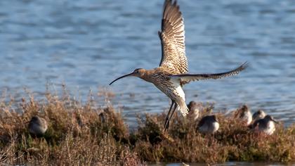 Eurasian Curlew
