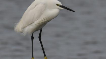 Küçük ak balıkçıl