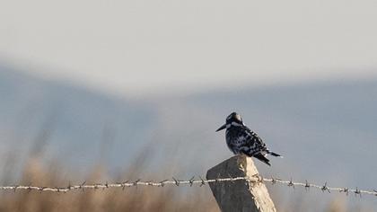 Alaca yalıçapkını