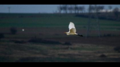 Büyük ak balıkçıl