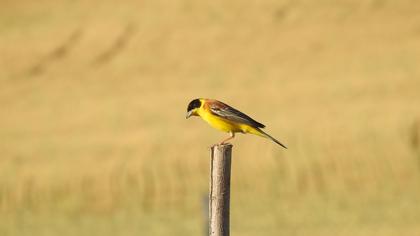 Karabaşlı kirazkuşu