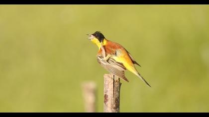 Karabaşlı kirazkuşu