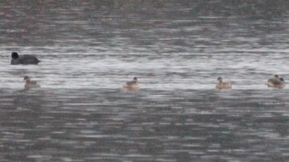 Little Grebe