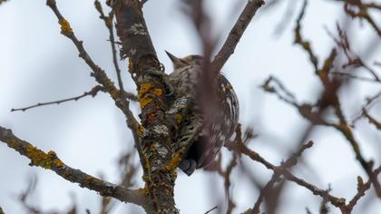 Lesser Spotted Woodpecker