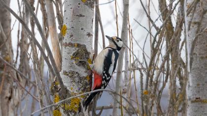 Orman alaca ağaçkakanı