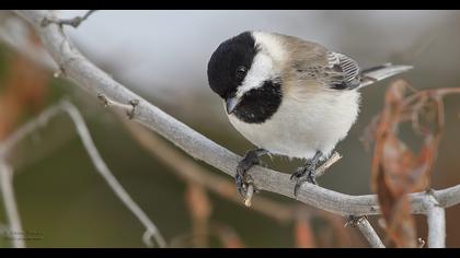 Akyanaklı baştankara