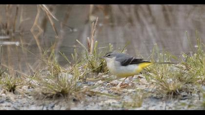 Dağ kuyruksallayanı