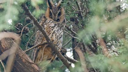 Kulaklı orman baykuşu