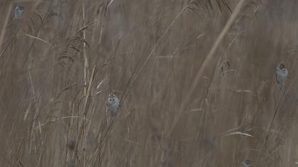 Bataklık Kirazkuşu