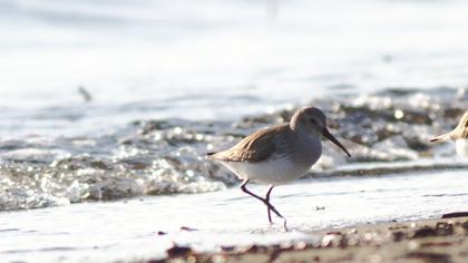 Karakarınlı kumkuşu