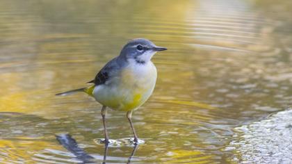 Dağ kuyruksallayanı
