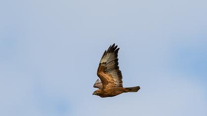 Long-legged Buzzard