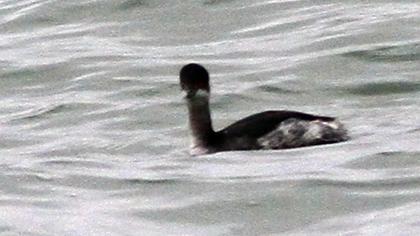 Karaboyunlu batağan