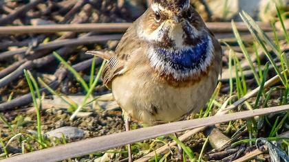 Bluethroat