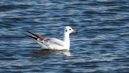 Black-headed Gull