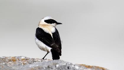 Karakulaklı kuyrukkakan