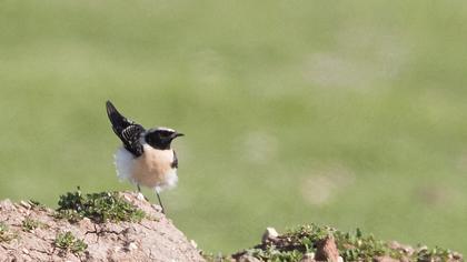 Karakulaklı kuyrukkakan