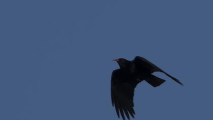 Kırmızıgagalı dağ kargası