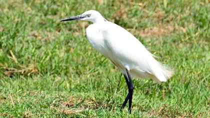 Küçük ak balıkçıl