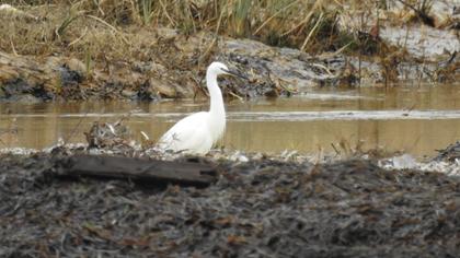 Küçük ak balıkçıl