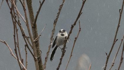 Uzunkuyruklu baştankara