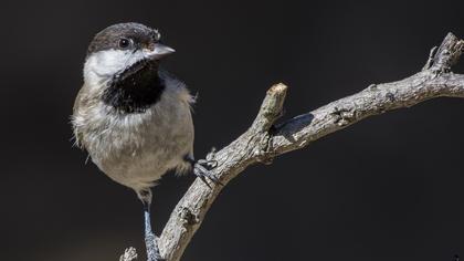 Akyanaklı baştankara