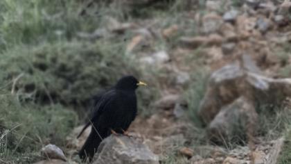 Sarıgagalı dağ kargası