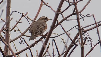 Redwing
