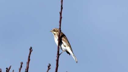 Bataklık Kirazkuşu