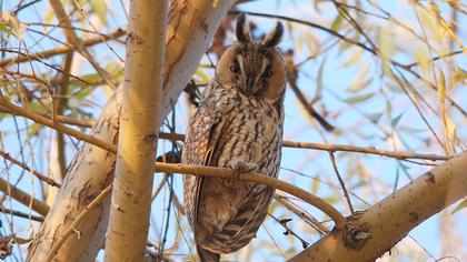 Kulaklı orman baykuşu